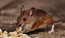 24 Hour & Emergency Exterminators in Penalosa, KS